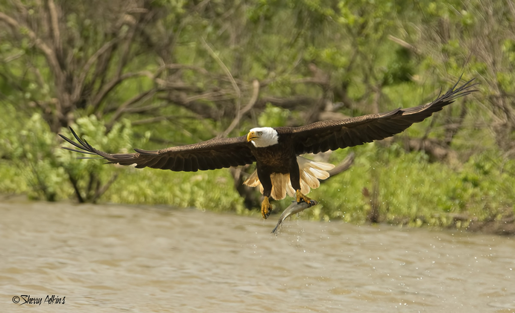 Eagle with Catch