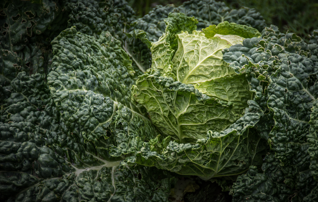 Cabbage on Display