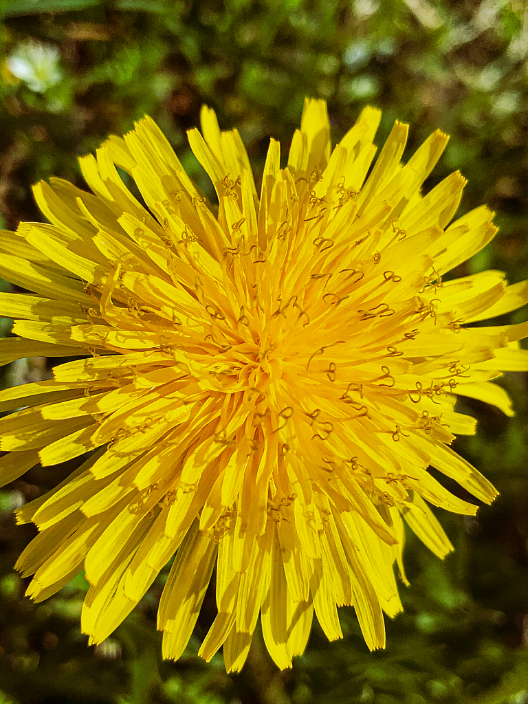 Yellow Wonder! - ID: 15818928 © Kathleen Holcomb Johnson
