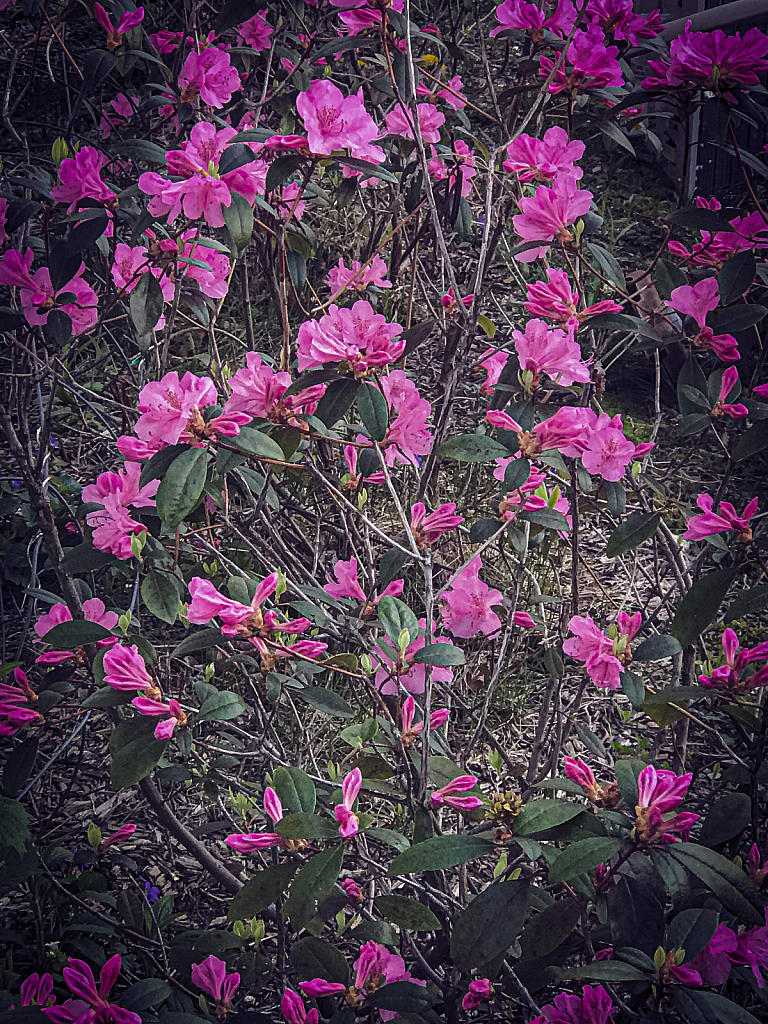 Blossom Glory! - ID: 15818934 © Kathleen Holcomb Johnson