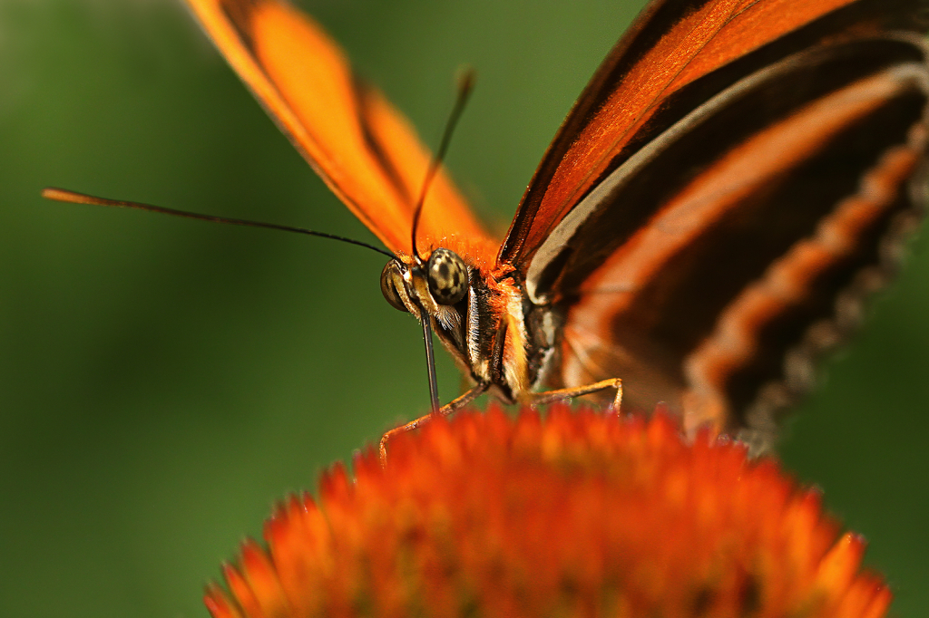 Banded Orange Heliconian    