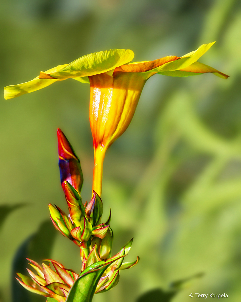 Hawaii Tropical Botanical Garden