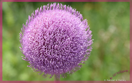 Wild Thistle Weed in Full Bloom