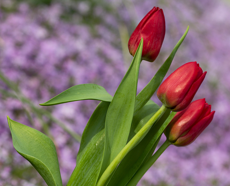 3 Red Tulips