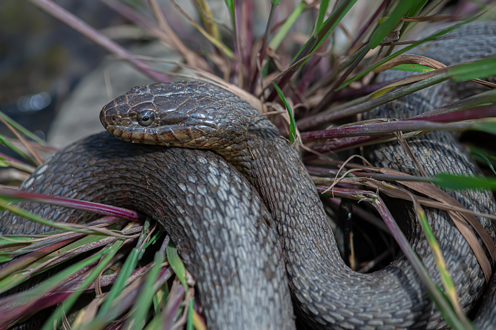 The Northern Water Snake