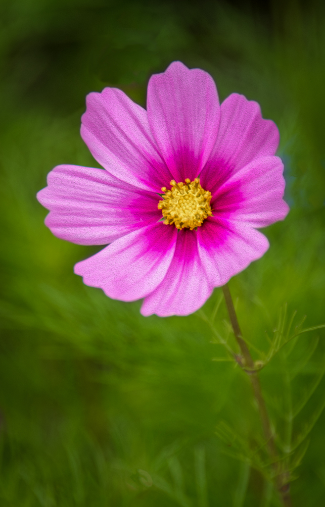 Pink Petals