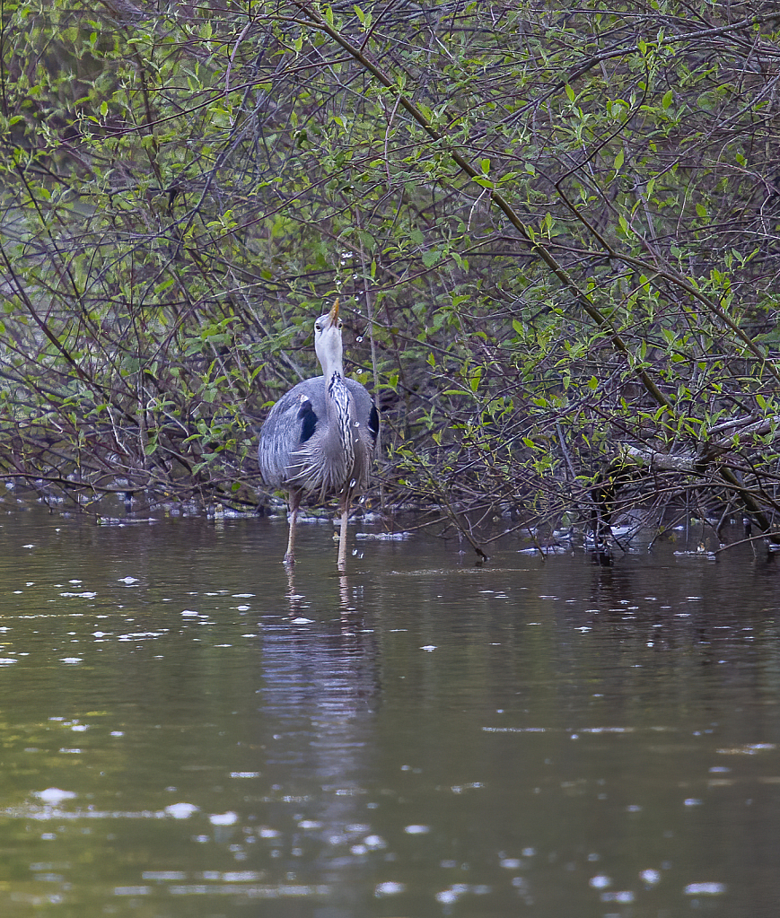 Blue Heron