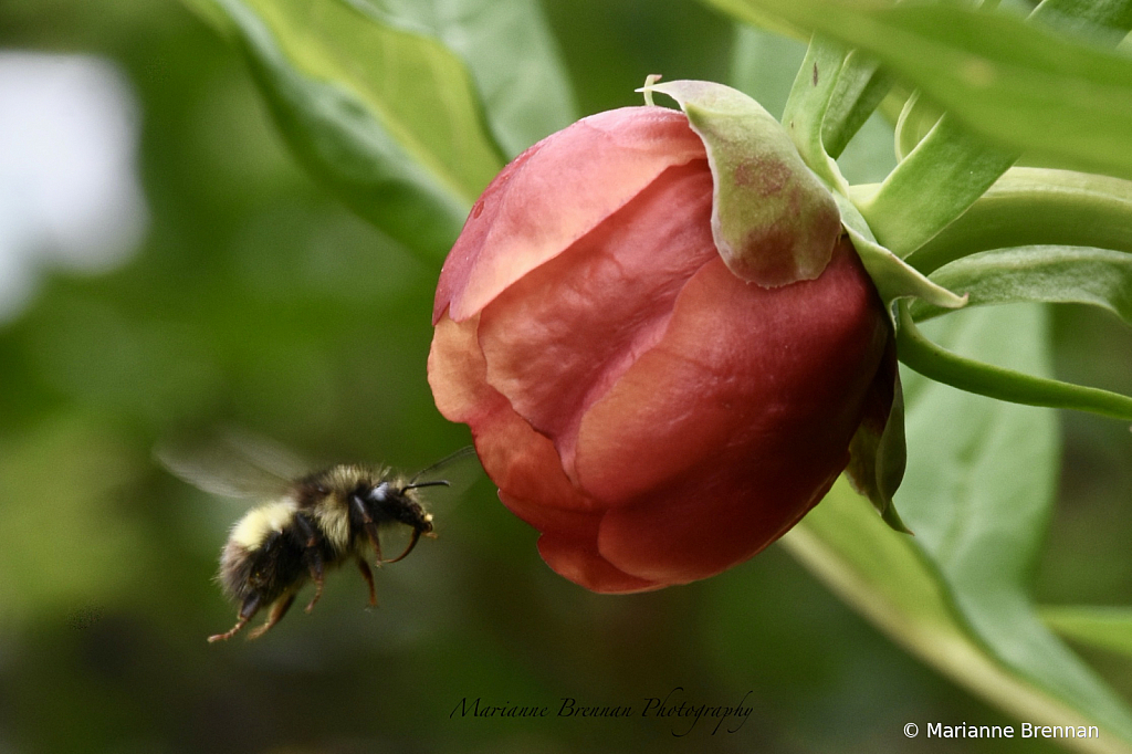 Red Peony and Bee