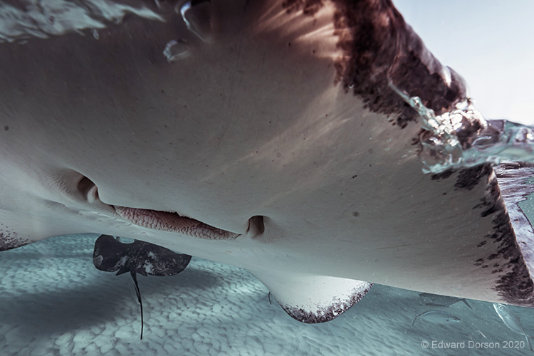 Eager Southern Stingray - ID: 15819071 © Edward Dorson