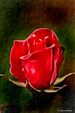 Lovely Artistic 2 Red Rose 4-25-20 212