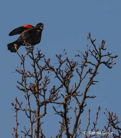Red winged Blackbird Calling to His Mate