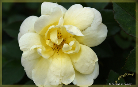 A Bright Yellow/White Rose