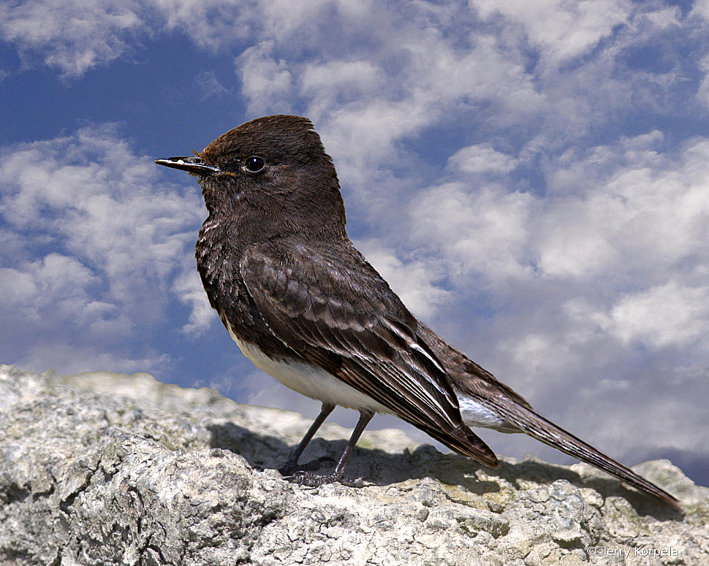 Black Phoebe