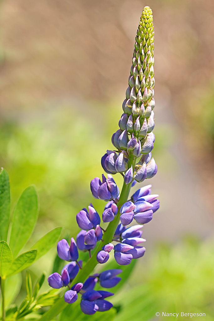 Lupine...Exotic Beauty