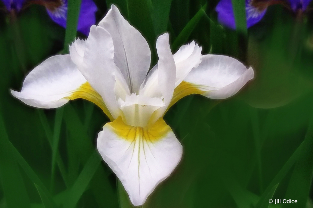 Iris