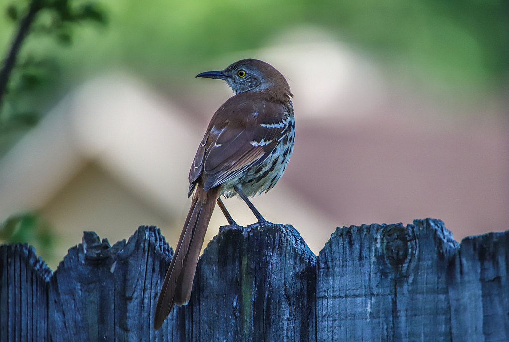 The elusive Brown thrasher!