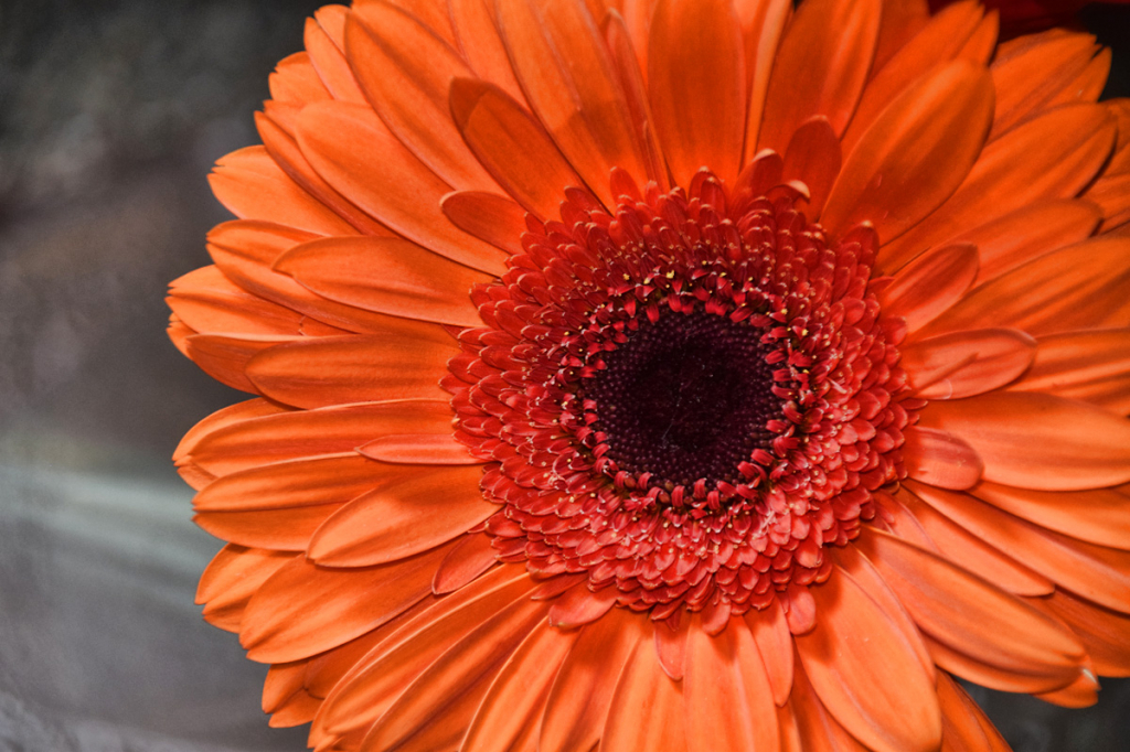 GERBERA