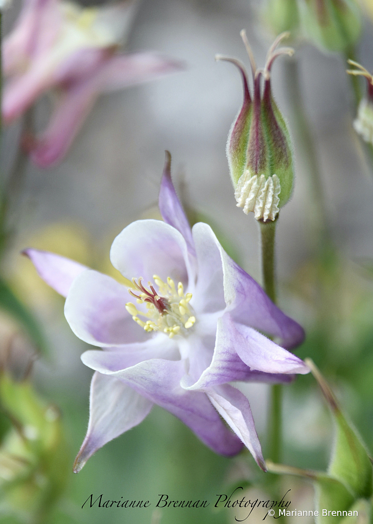 Columbine