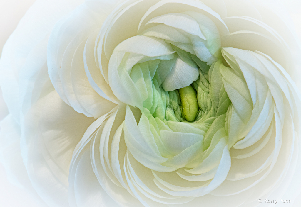 White Ranunculus