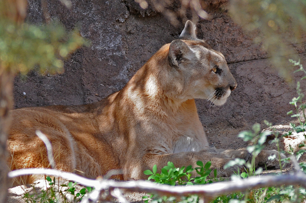 Desert Museum Mountain Lion - ID: 15819528 © William S. Briggs