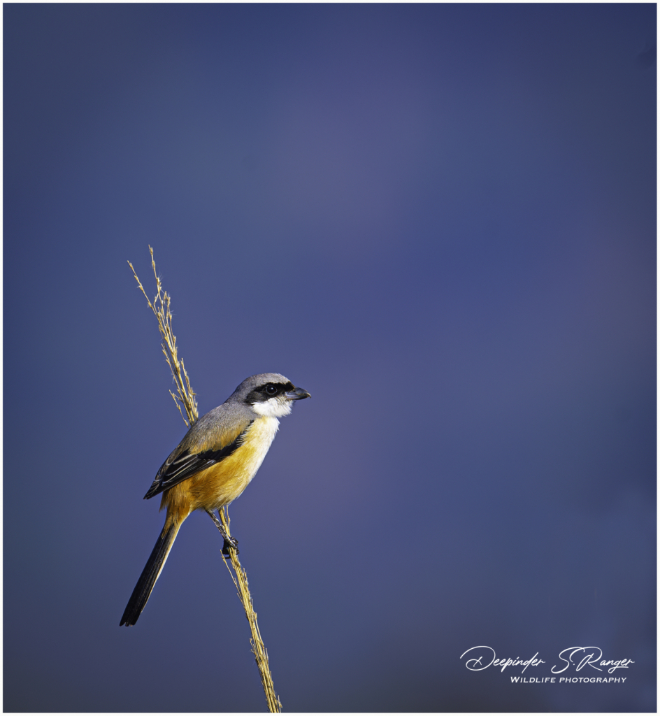 Small Minivet