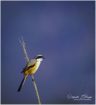 Small Minivet