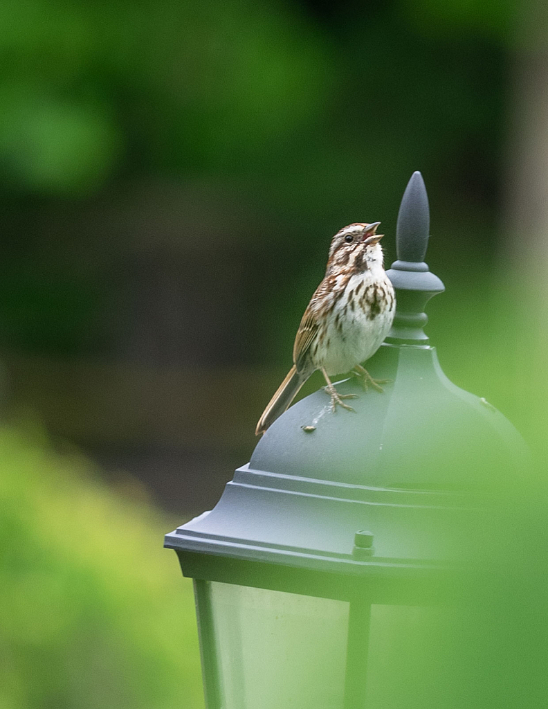 Song Sparrow - Close Up