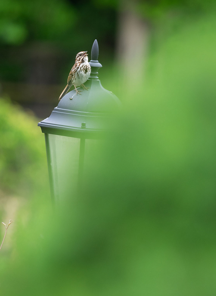 Song Sparrow