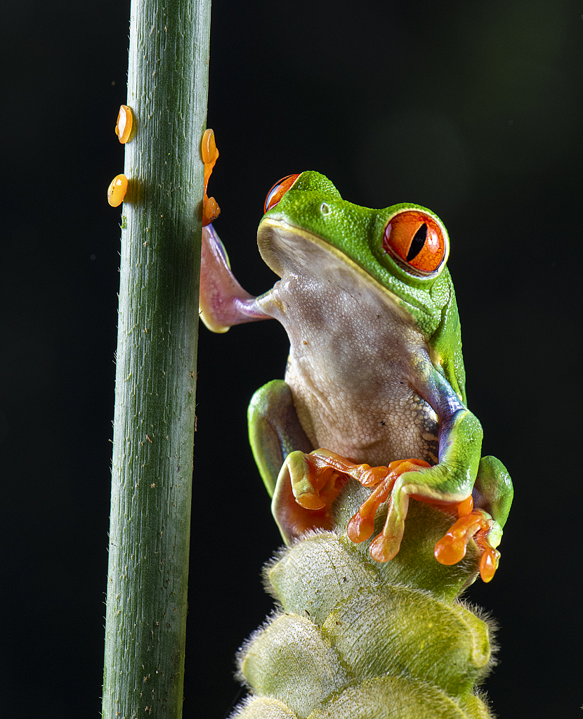 Red eye frog