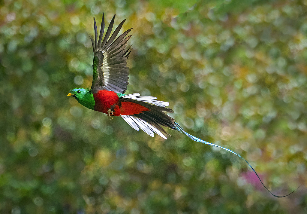 quetzal