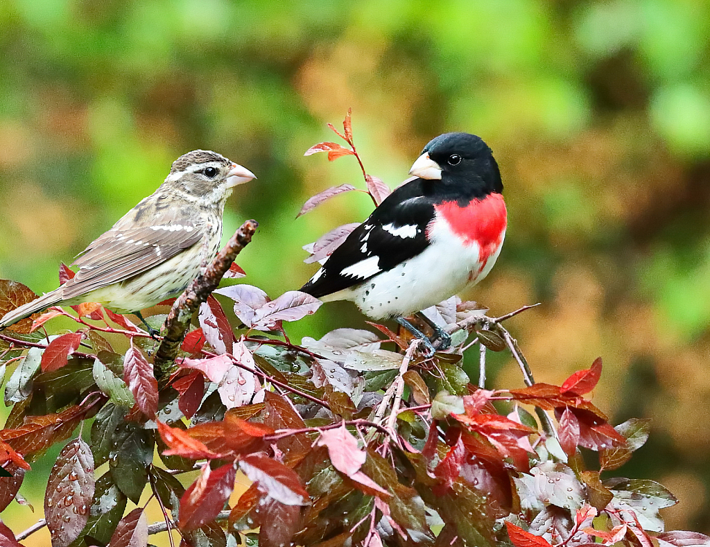 Male& Fem- Grosbeak's