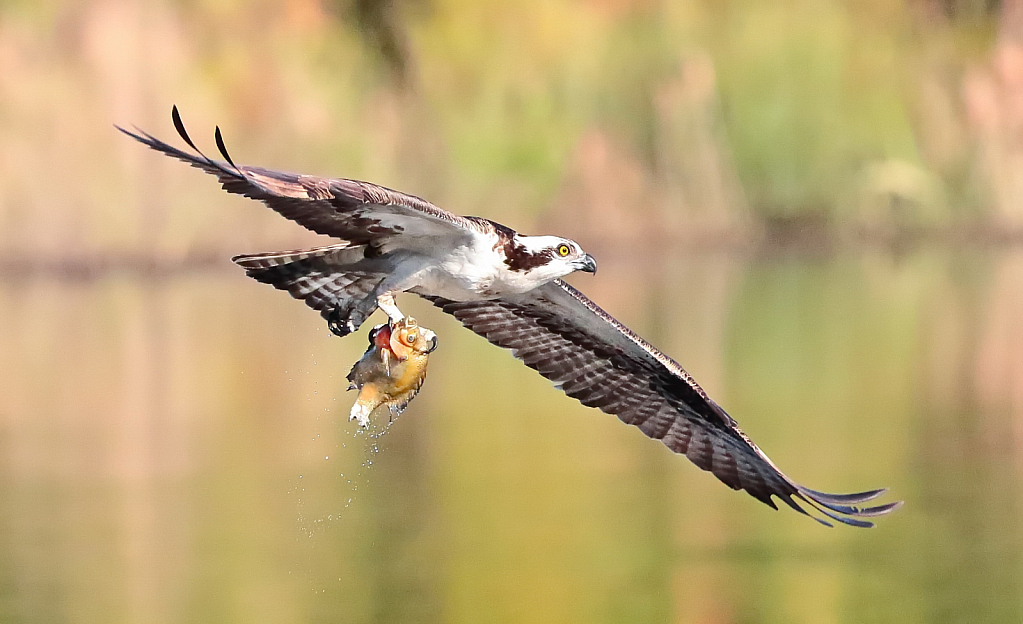 osprey-W- Fish Catch