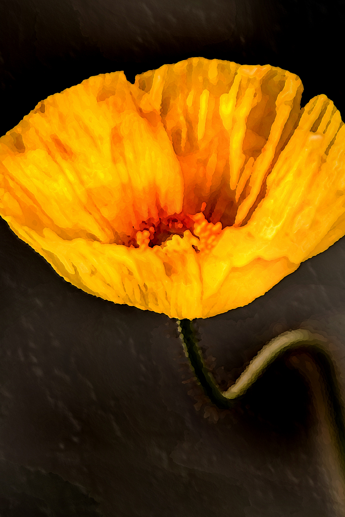Artistic Yellow Spring Poppy 4-5-20 397 - ID: 15819725 © Don Johnson