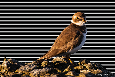 Semipalmated Plover