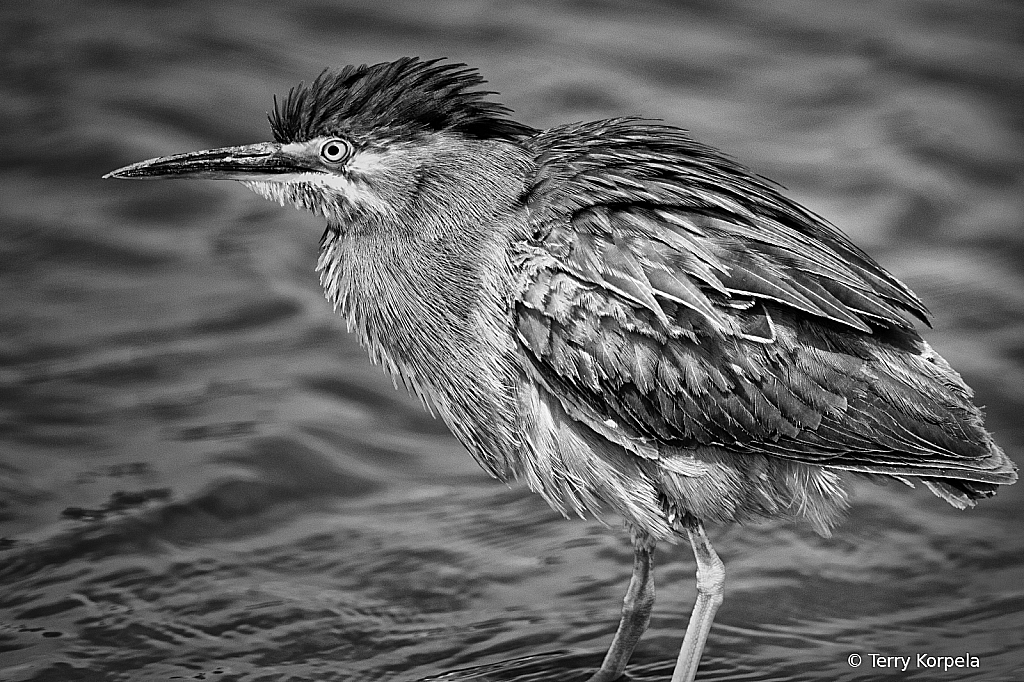 Green Heron B&W