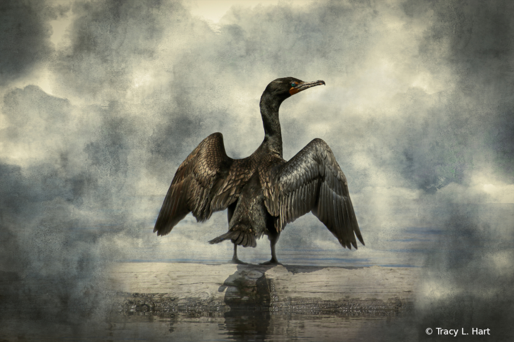 Cormorant