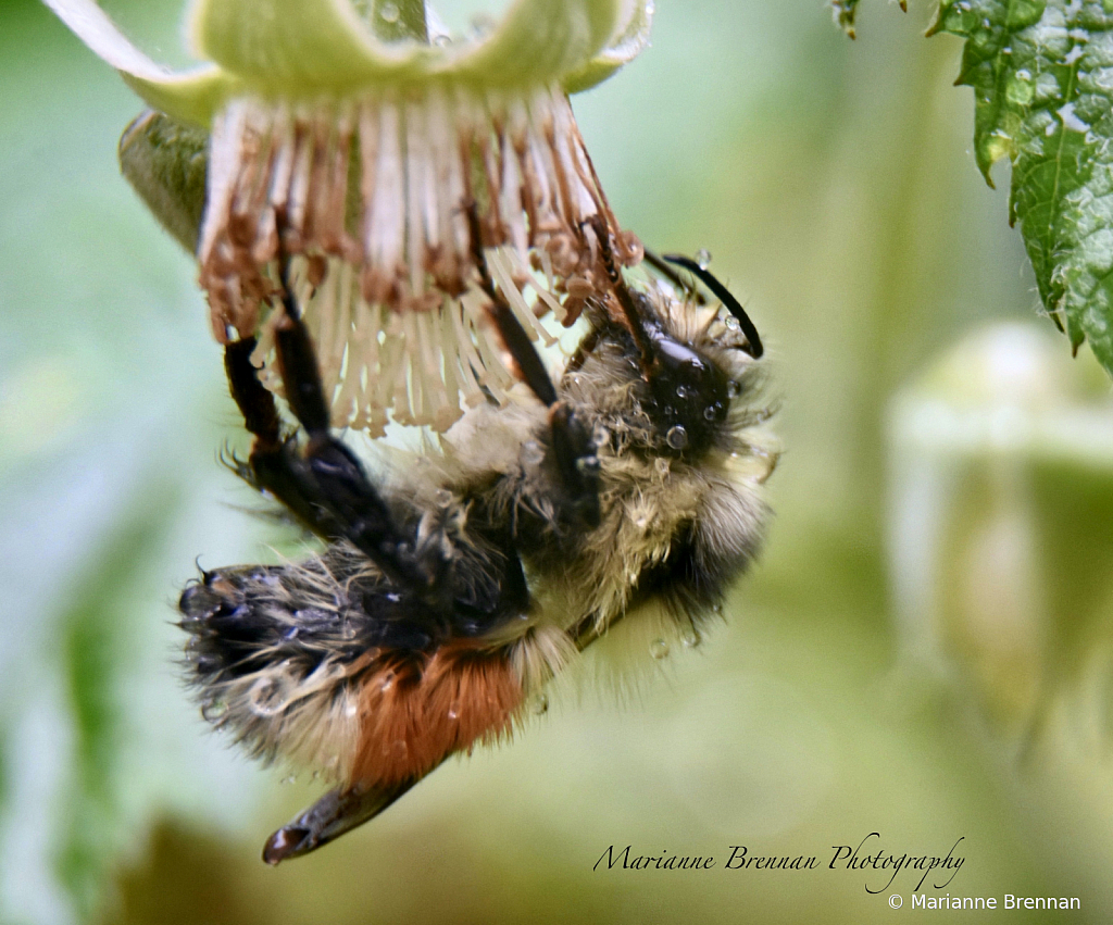 Bumble Bee Asleep in the Rain