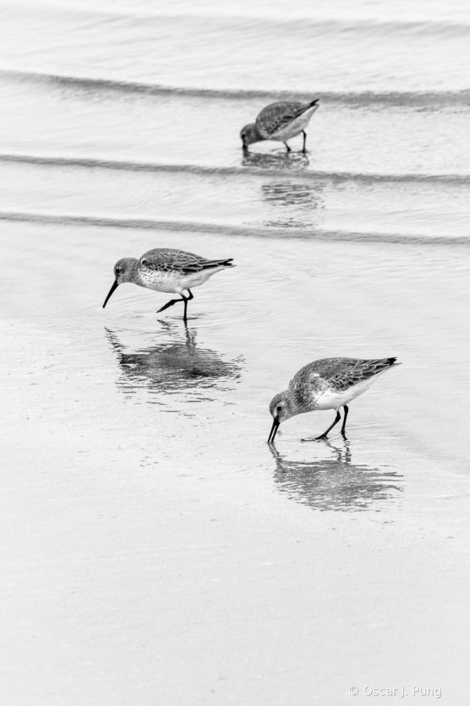 Dunlins on Jekyll