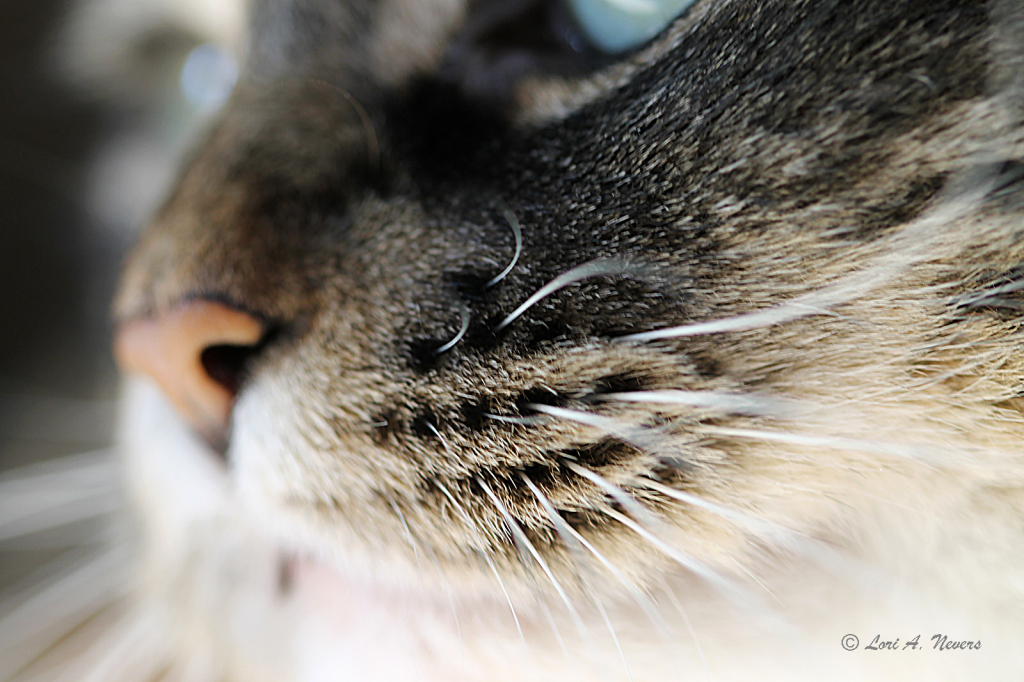 Whisker Close-Up