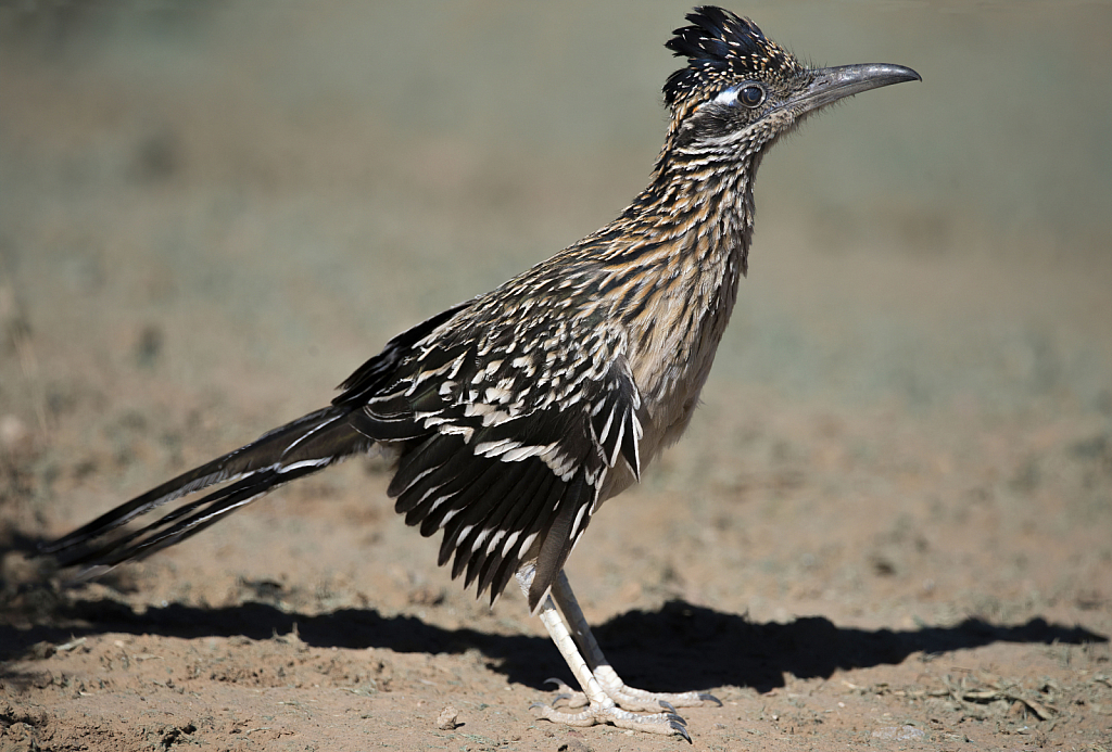 Greater Road Runner