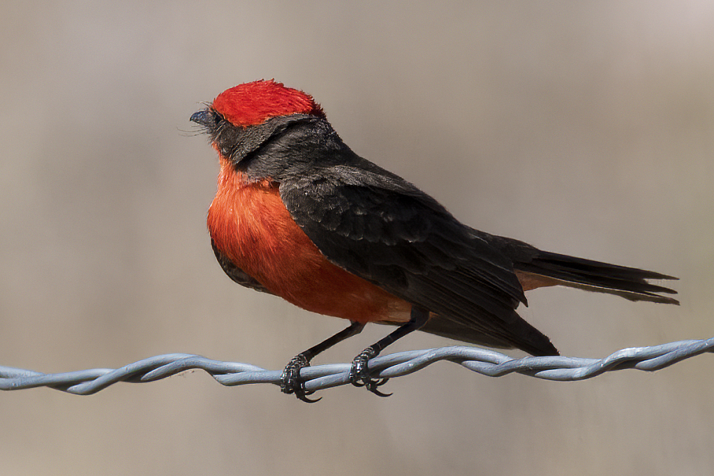 Vermilion Flycatcher Arizona