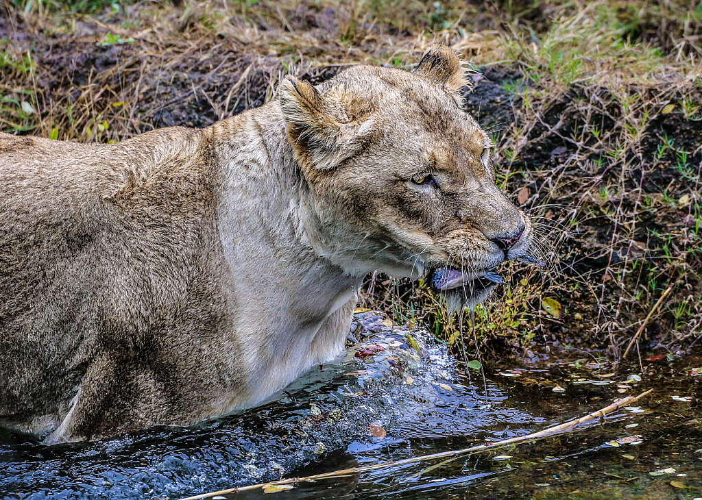 Mama lion caught a fish!!!