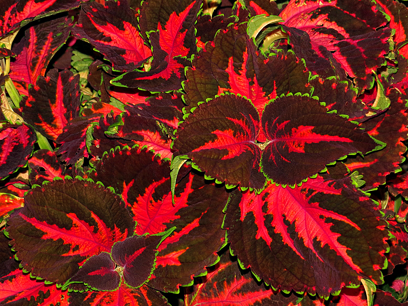 Coleus