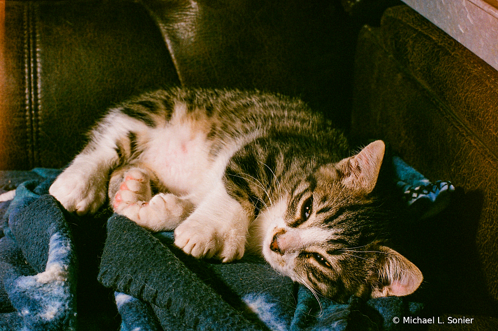 our polydactyl munchkin kitten  