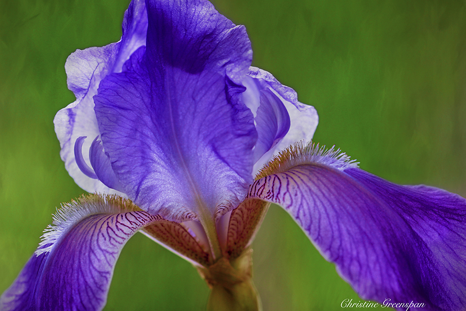 Iris