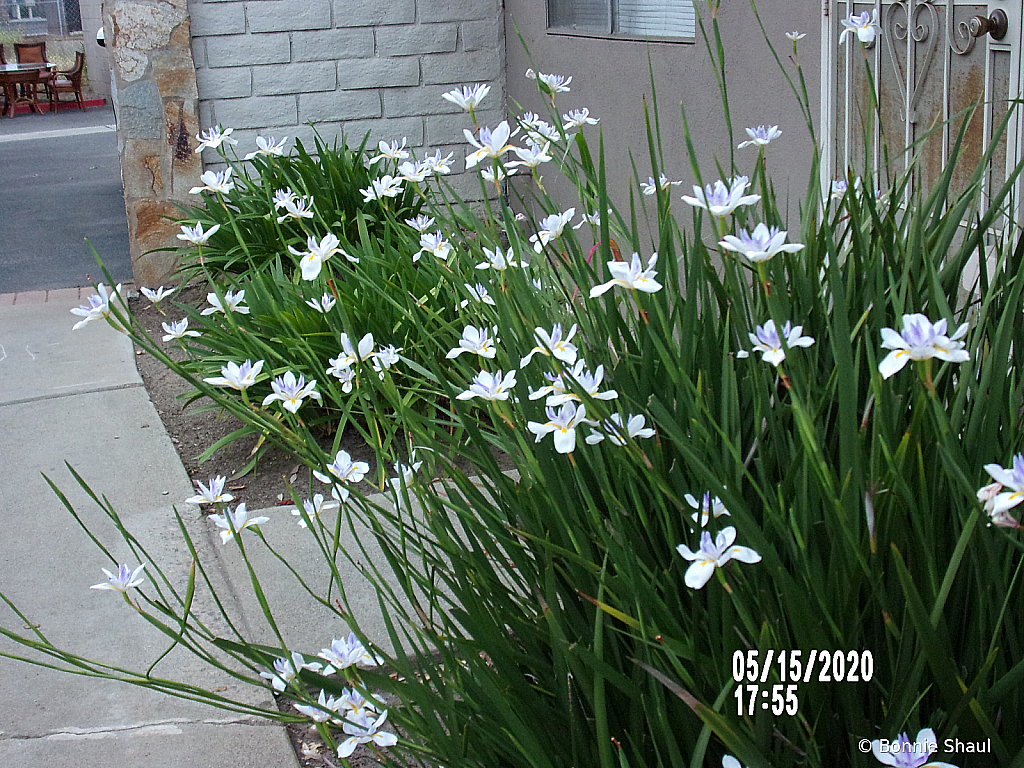 Flowers At Twilight
