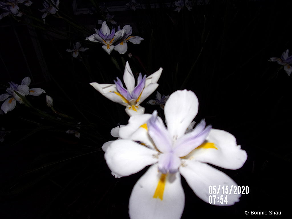 Flowers At Twilight 3
