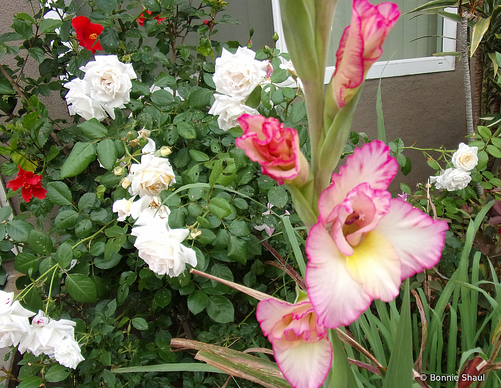 Gladiolus & Roses