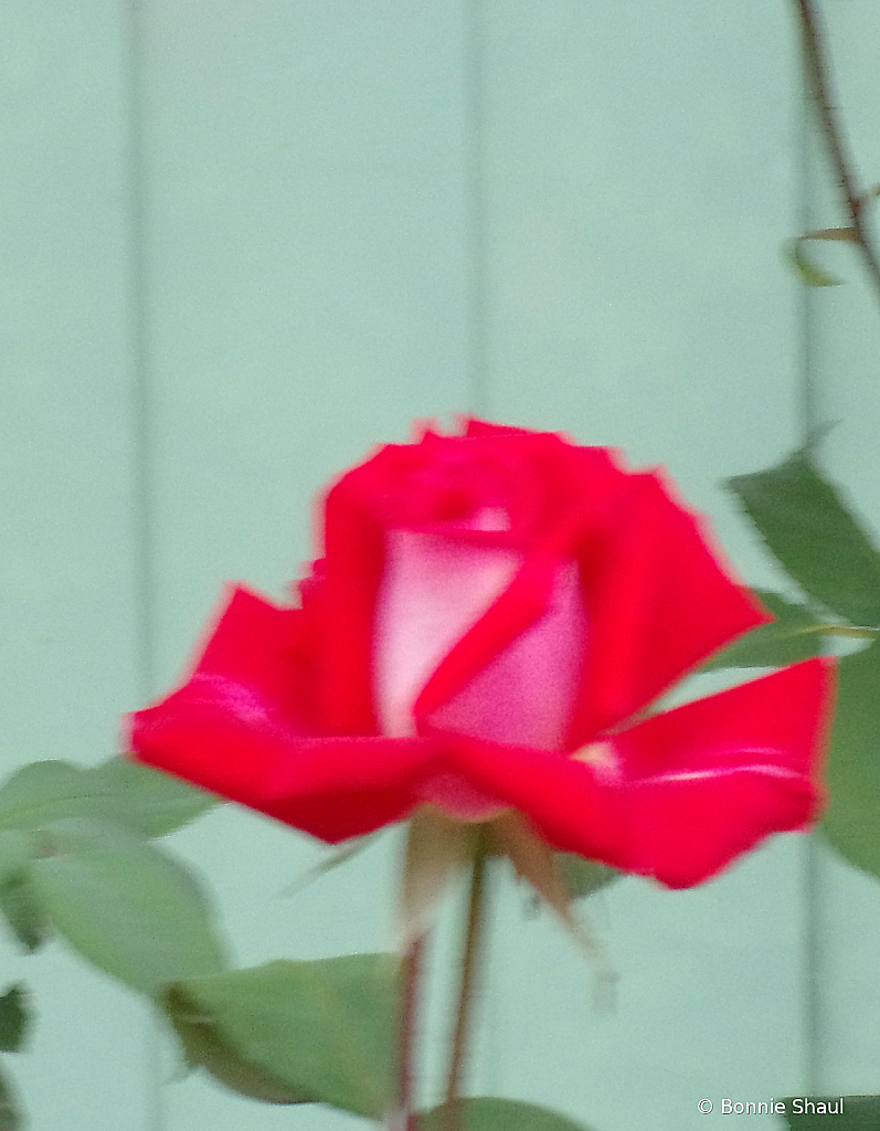 Two-Tone rose