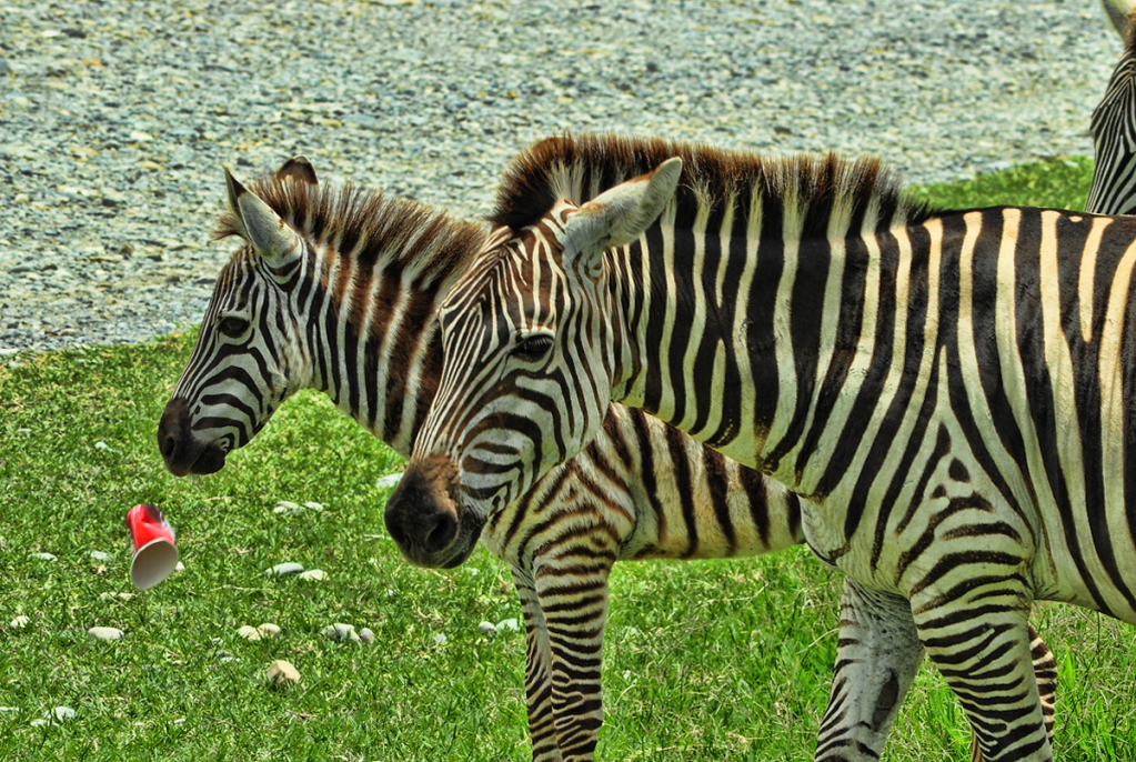 STRIPES